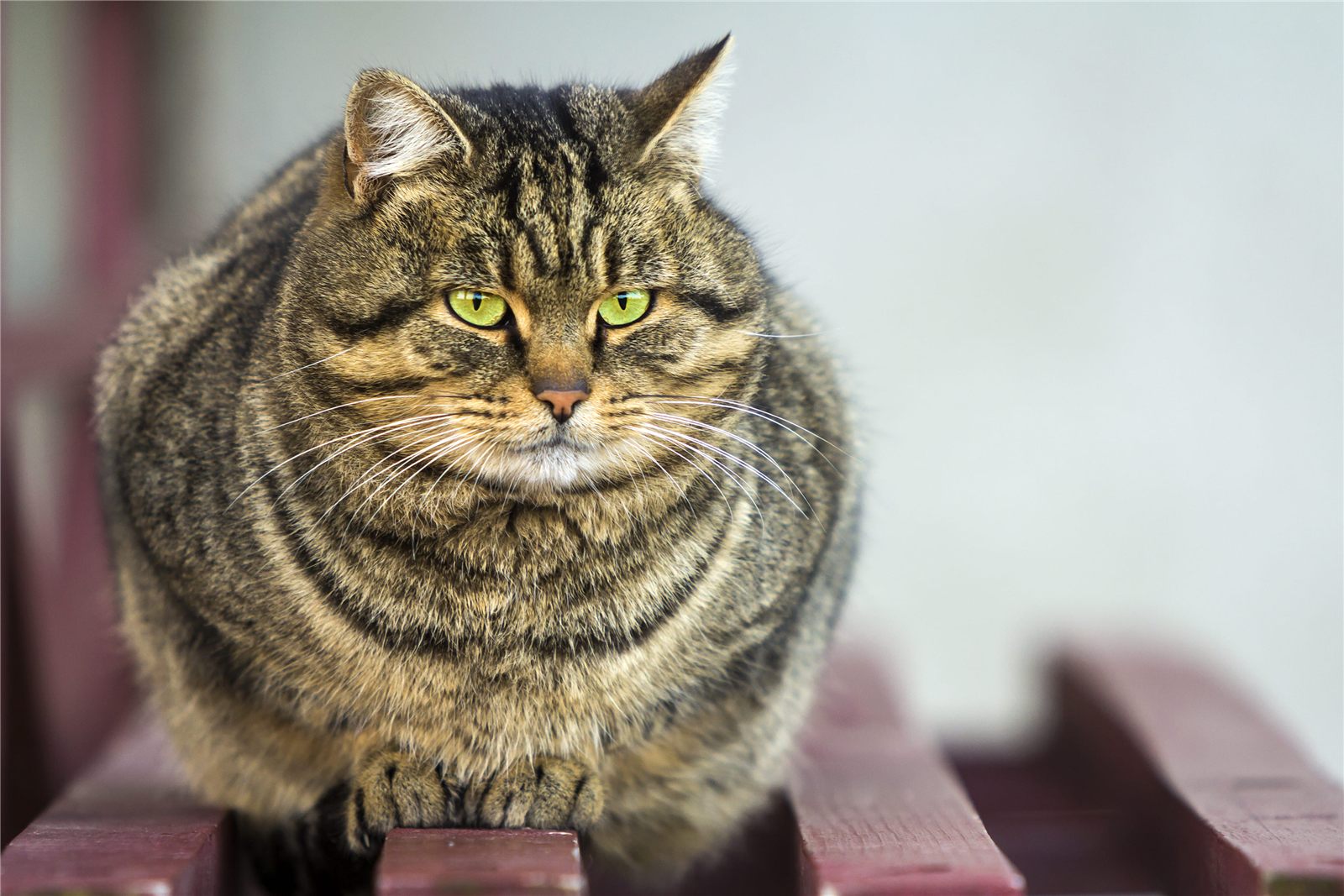 Gato obeso: como identificar e tratar a obesidade felina