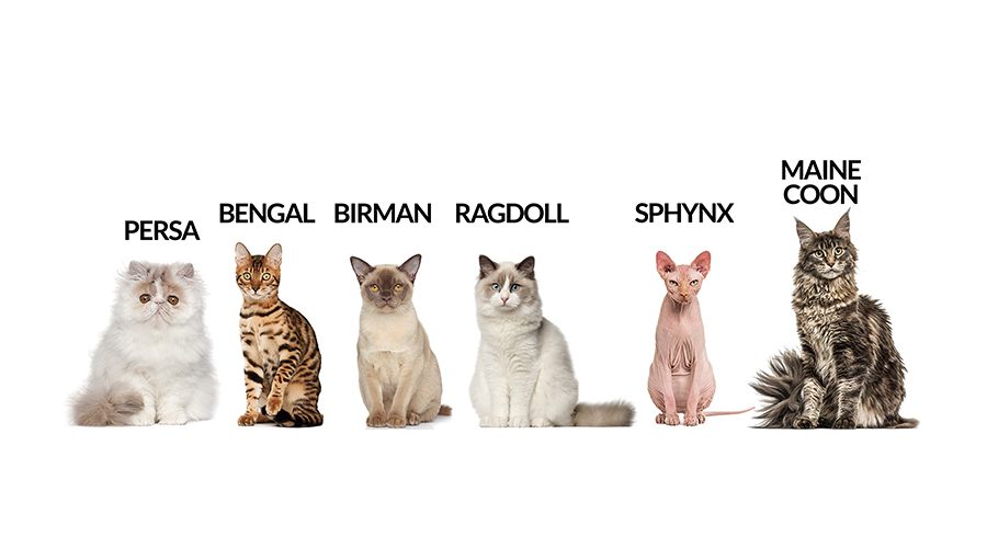 Raças de gatos predispostas a doenças cardíacas: persa, bengal, birman, ragdoll, sphynx e maine coon