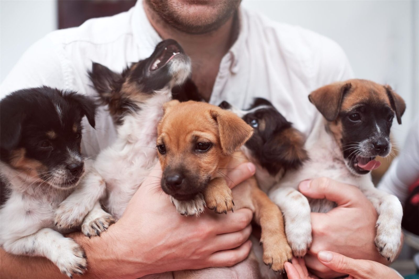 Homem segurando vários filhotes de cachorro no colo.