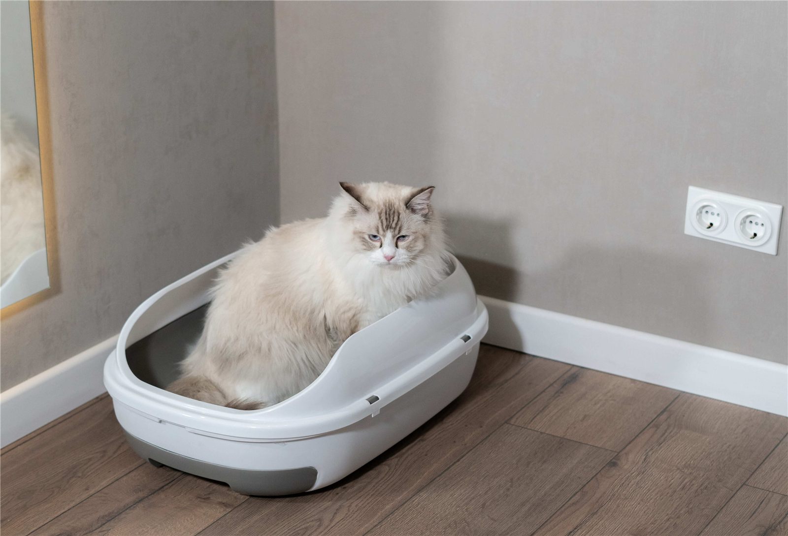Infecção urinária em gatos: como identificar e tratar