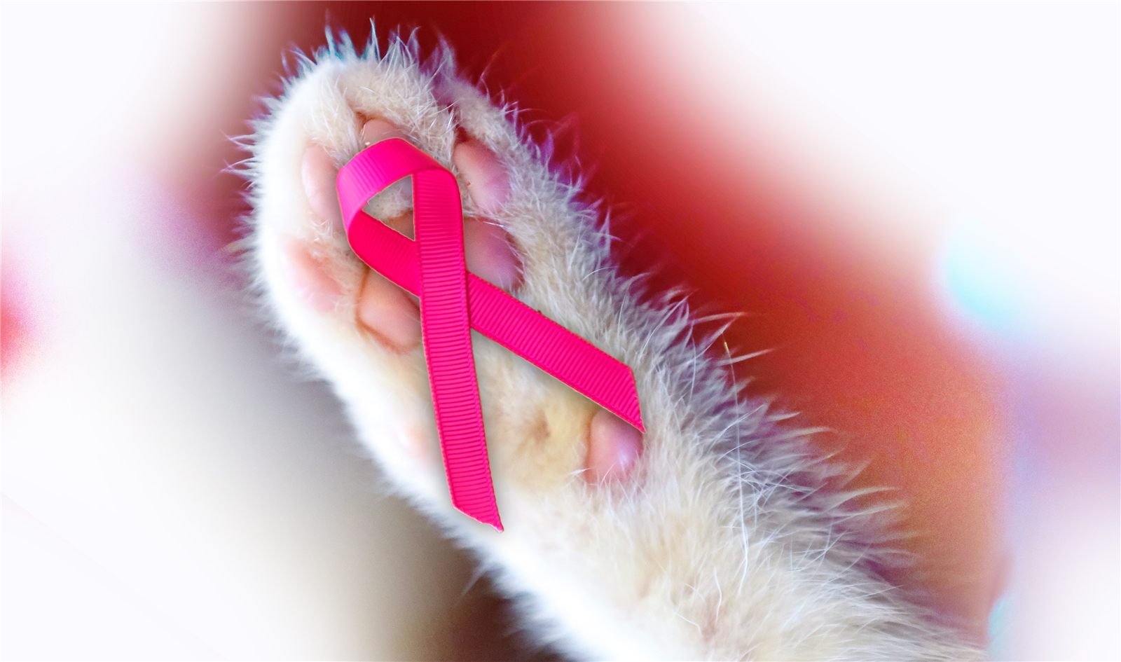 Pata de gato com o laço rosa do Outubro Rosa