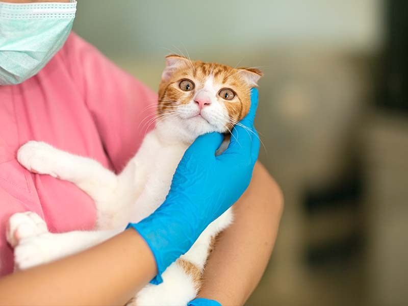 Neoplasias Mamárias em Pets
