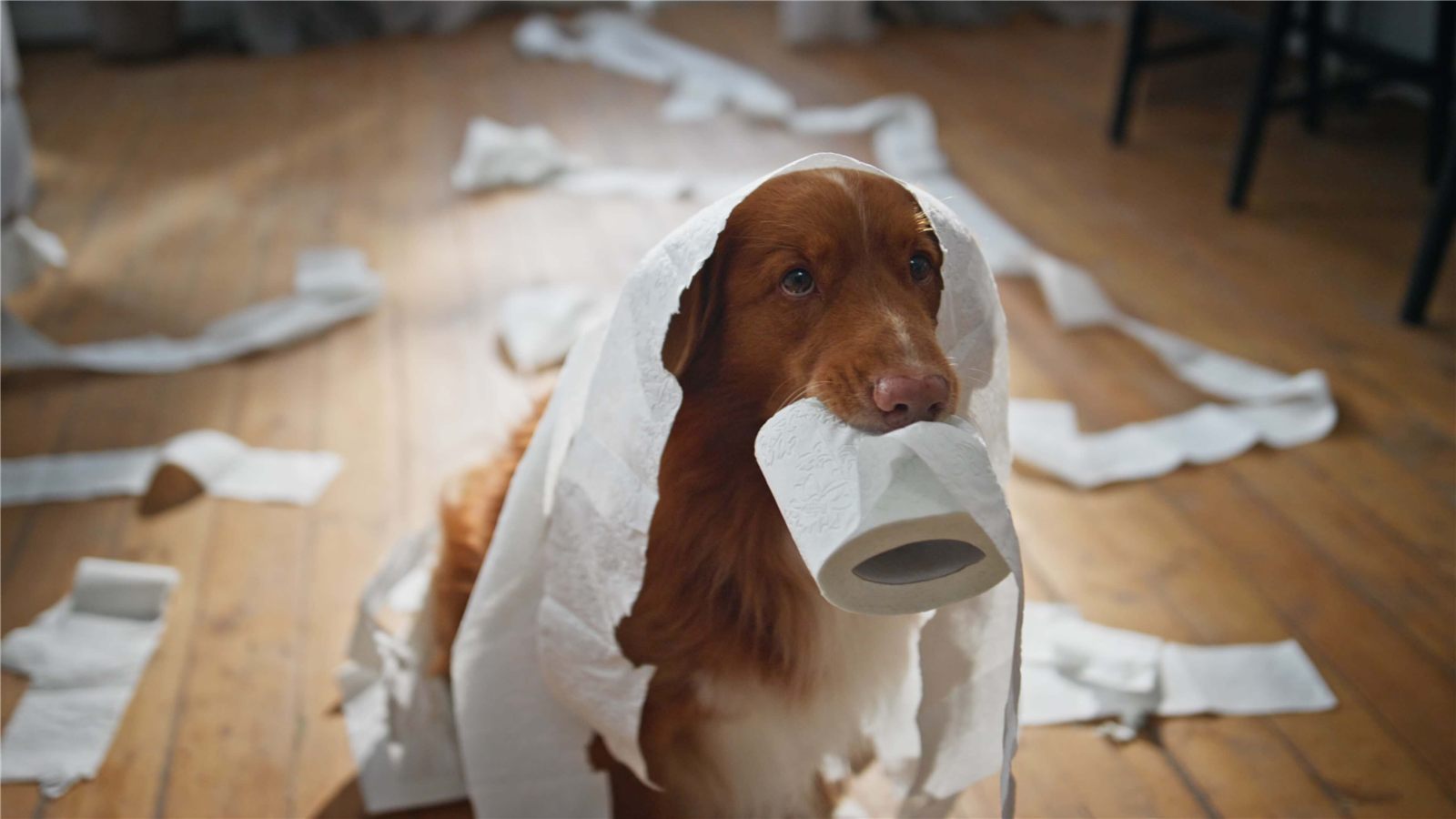 O que fazer para o cachorro não comer fezes?