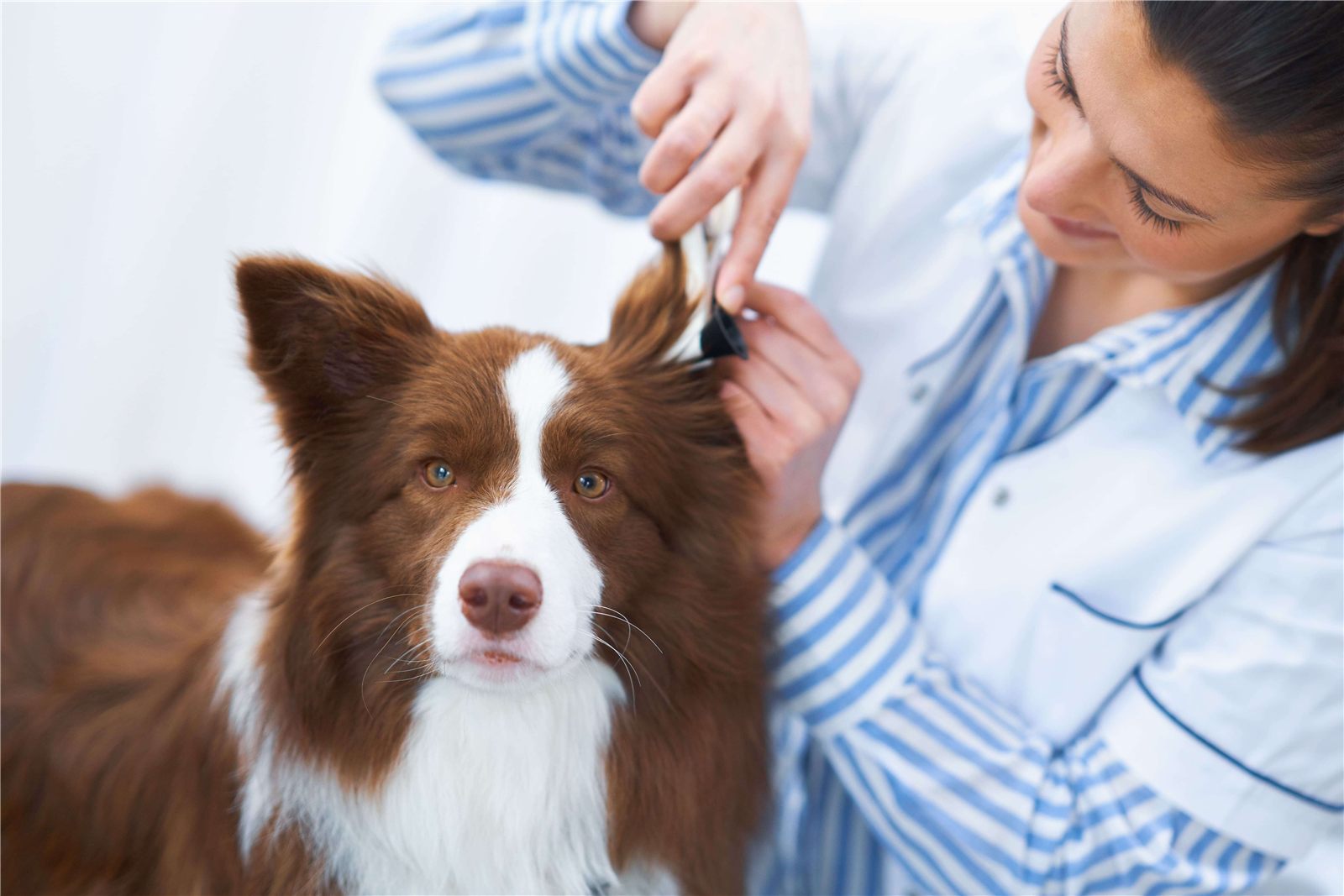 Otite canina: sintomas, causas e tratamento eficaz.
