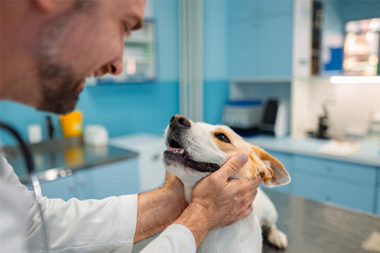 Qual a dosagem de meloxicam para cachorro? Saiba como calcular