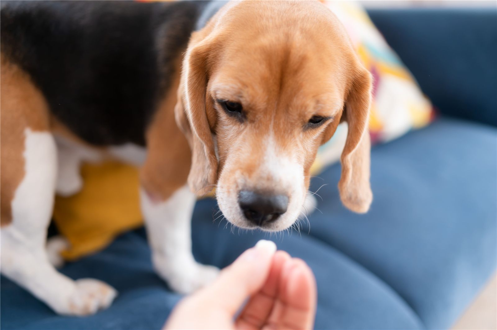 Qual o melhor remédio de verme para cachorro?