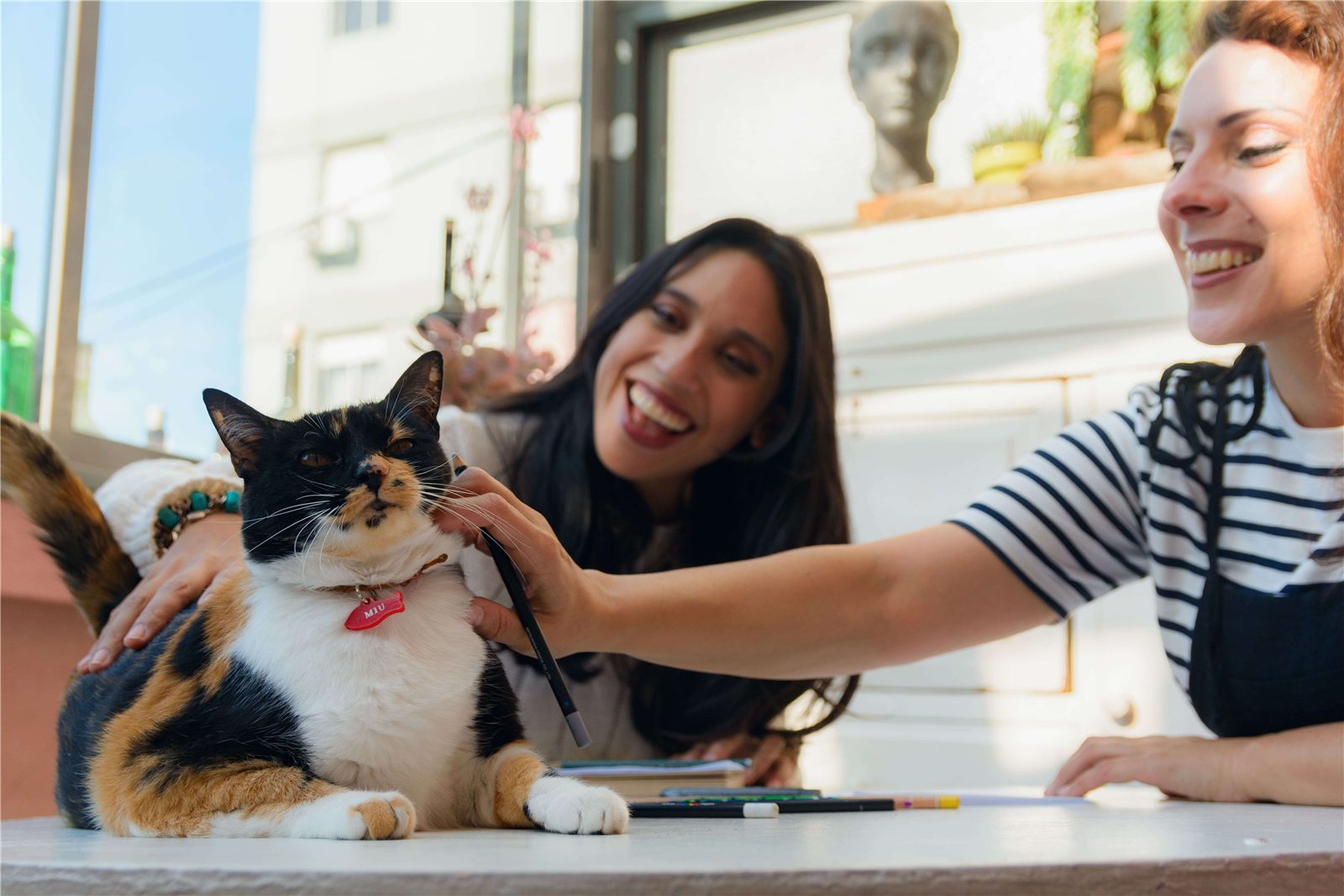 Quanto custa ter um gato? Saiba quias os principais gastos