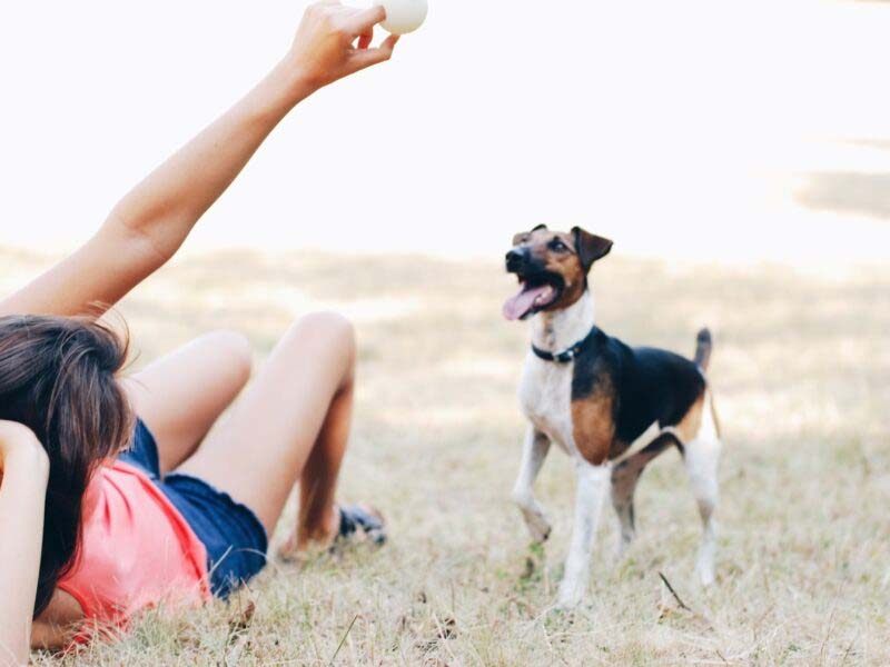 Você sabe o motivo do seu cachorro abanar o rabo?