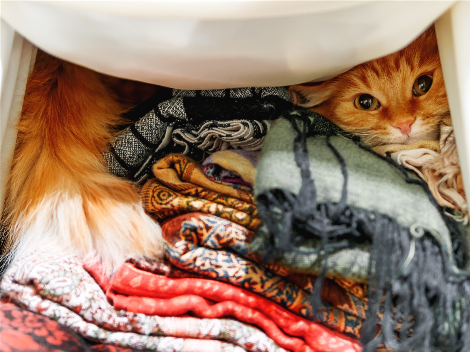 Gato laranja escondido entre as roupas do guarda-roupa