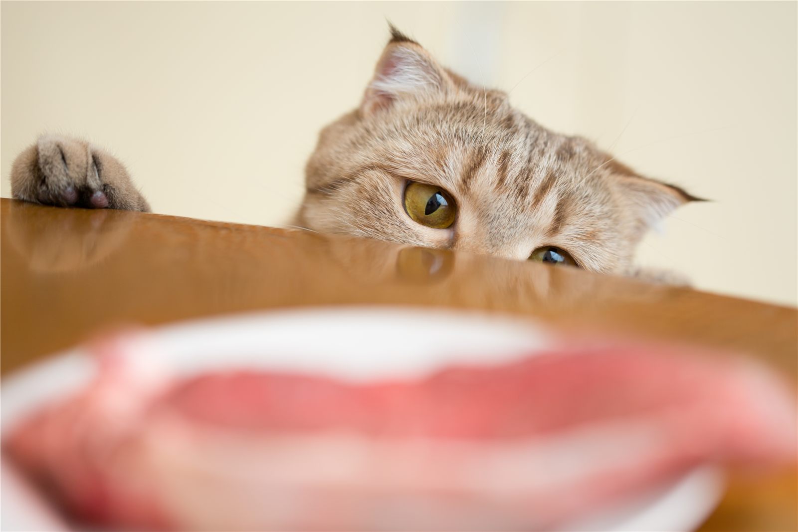 Gato espiando por cima da mesa