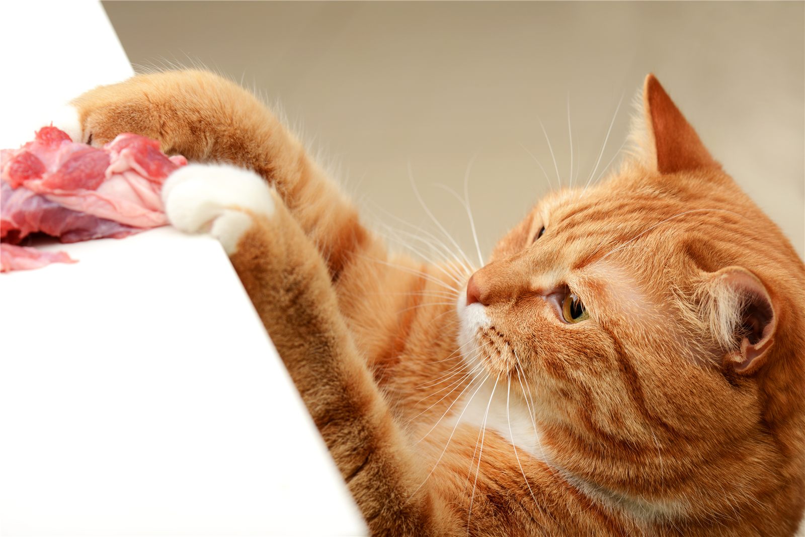 Gato laranja pegando um pedaço de carne na mesa