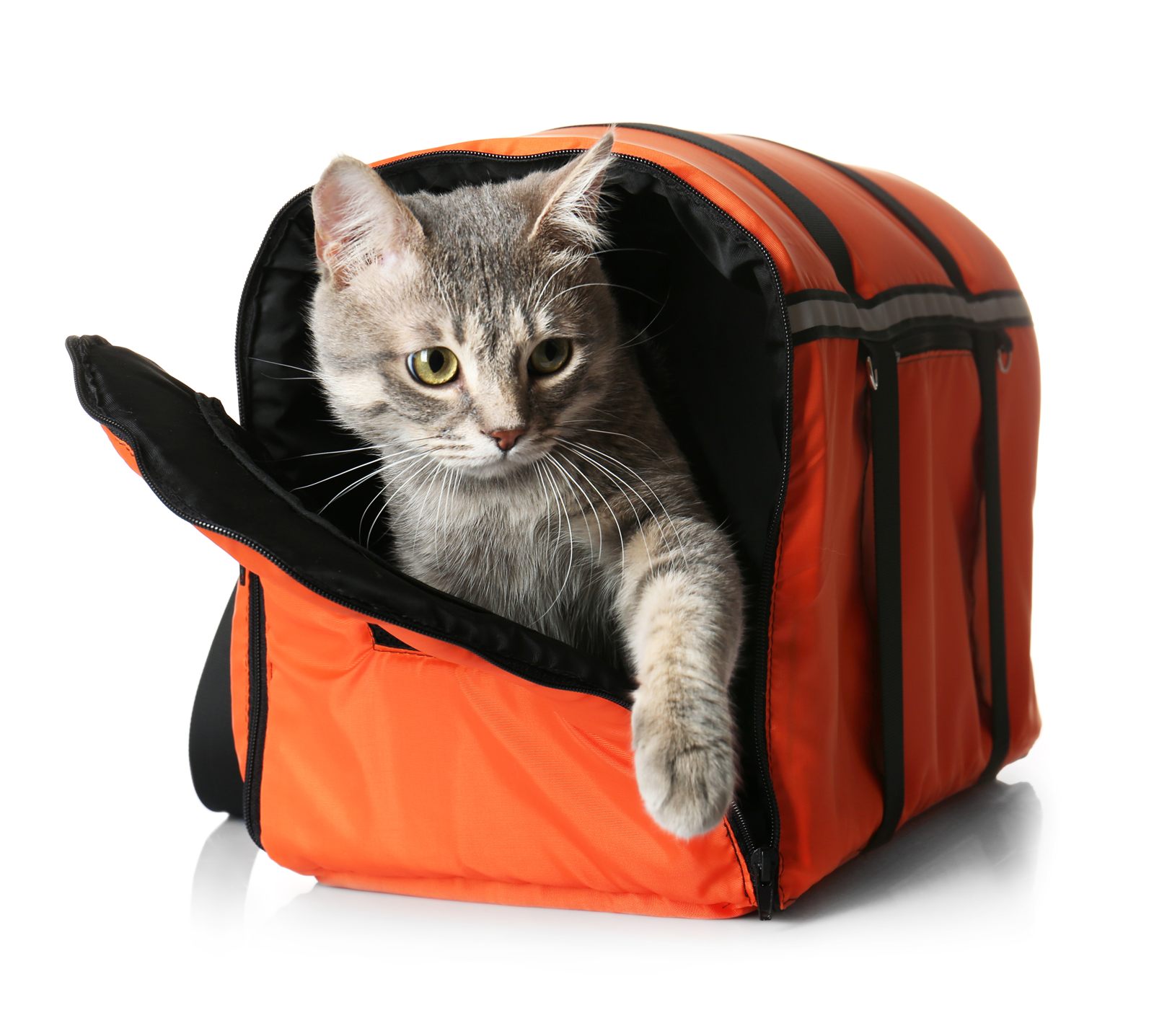 Gato dentro de uma bolsa de transporte laranja