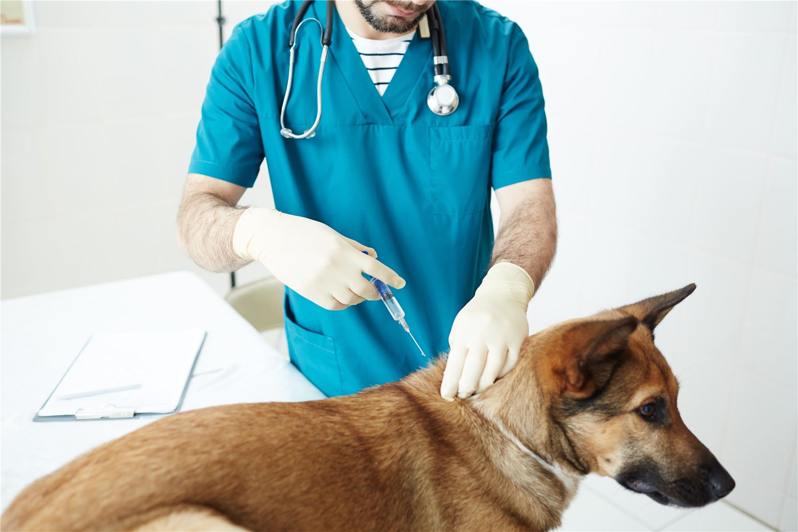 Vacinação animal​: calendário e vacinas mais importantes