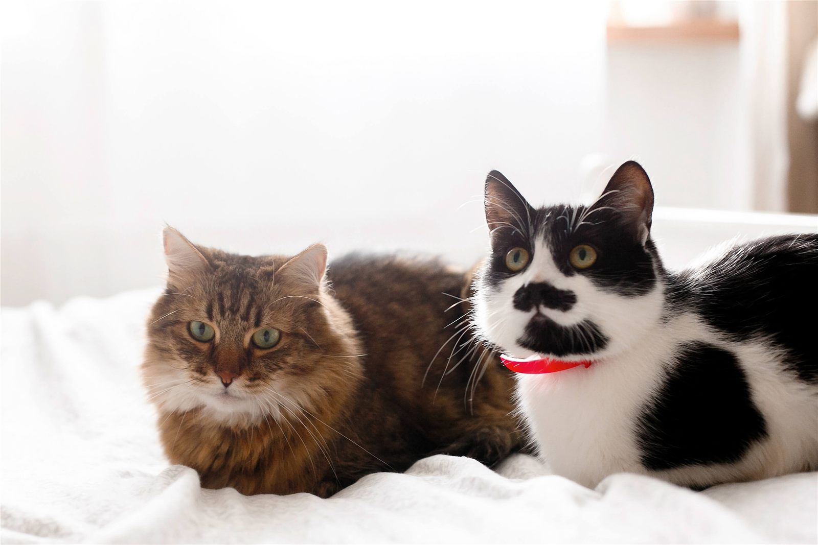 Vermes em gatos: tipos, tratamentos e como prevenir.