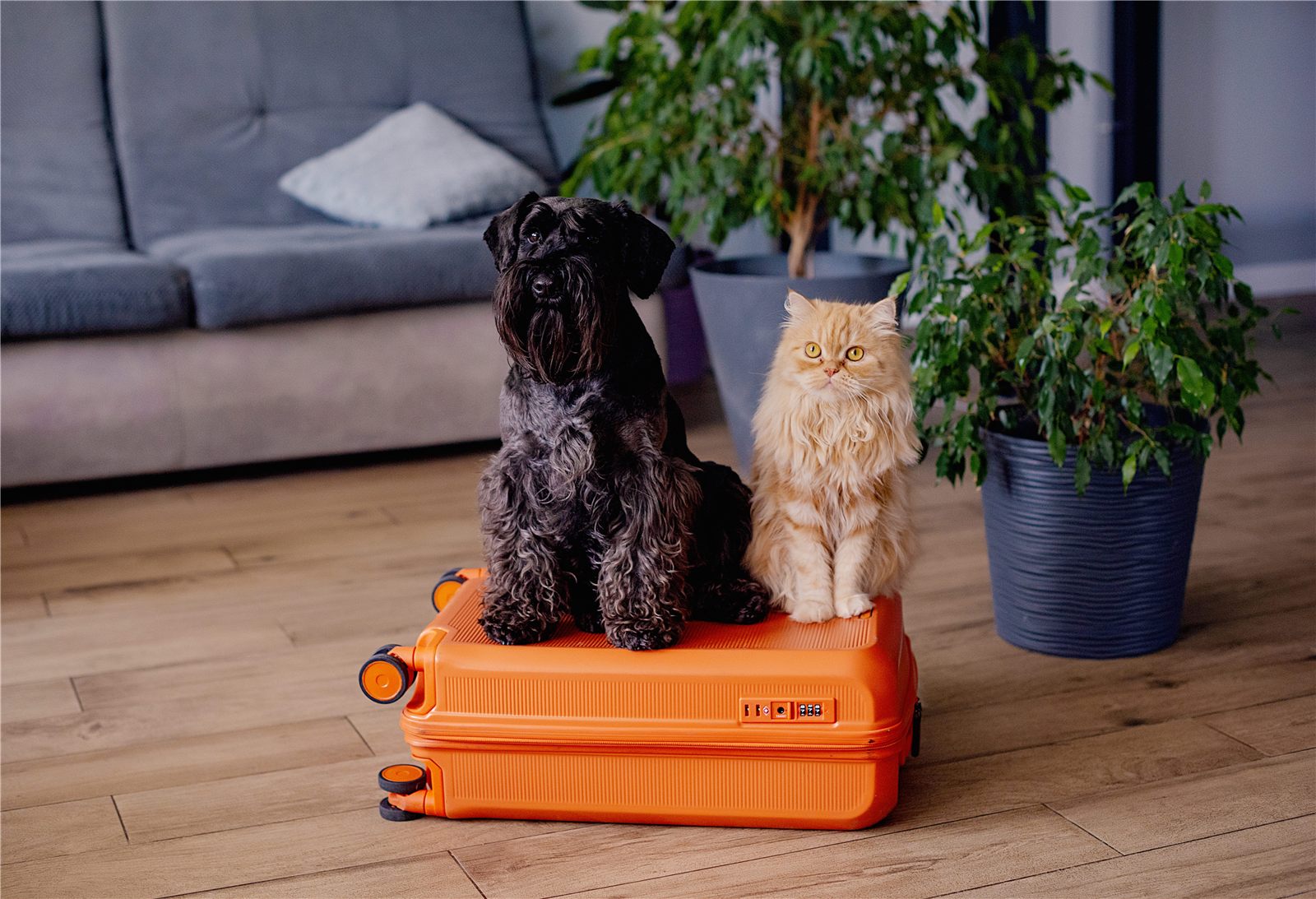 Viajar com pet: guia completo para carro, avião e ônibus